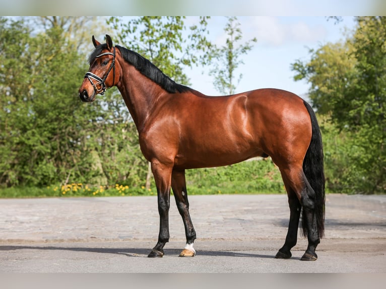 Oldenbourg Hongre 4 Ans 168 cm Bai in Grebin