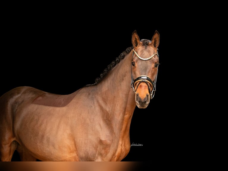 Oldenbourg Hongre 4 Ans 168 cm Bai in Lehrberg