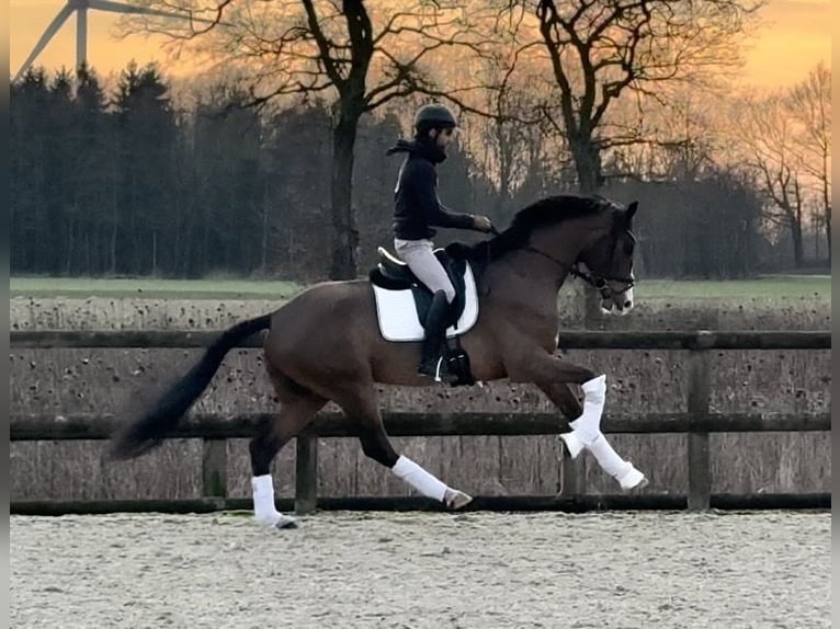 Oldenbourg Hongre 4 Ans 168 cm Bai in Fürstenau