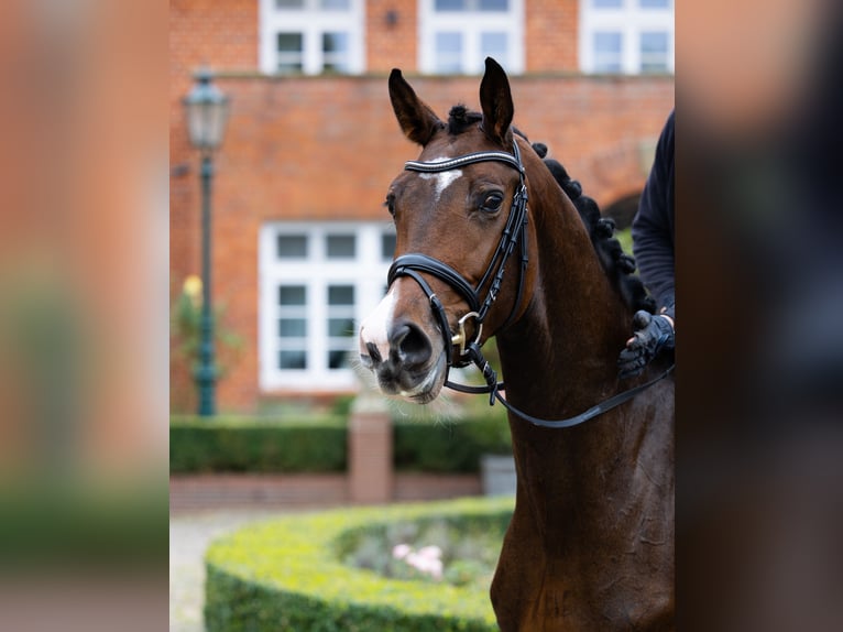 Oldenbourg Hongre 4 Ans 168 cm Bai in Kirchlinteln