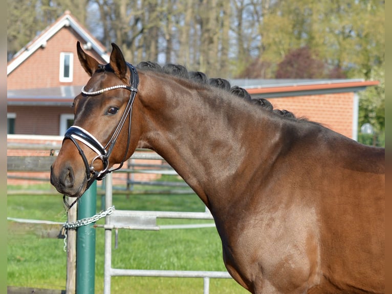 Oldenbourg Hongre 4 Ans 168 cm Bai in Vechta