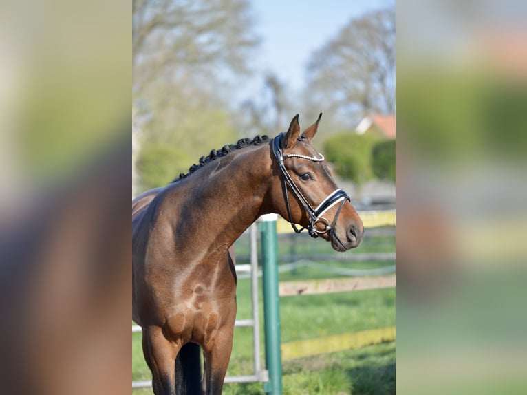 Oldenbourg Hongre 4 Ans 168 cm Bai in Vechta