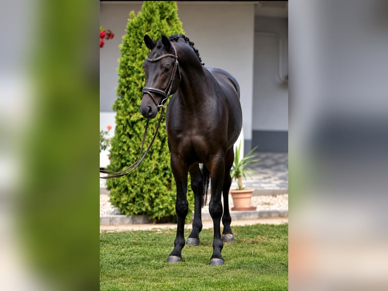 Oldenbourg Hongre 4 Ans 168 cm Bai in Békésszentandrás