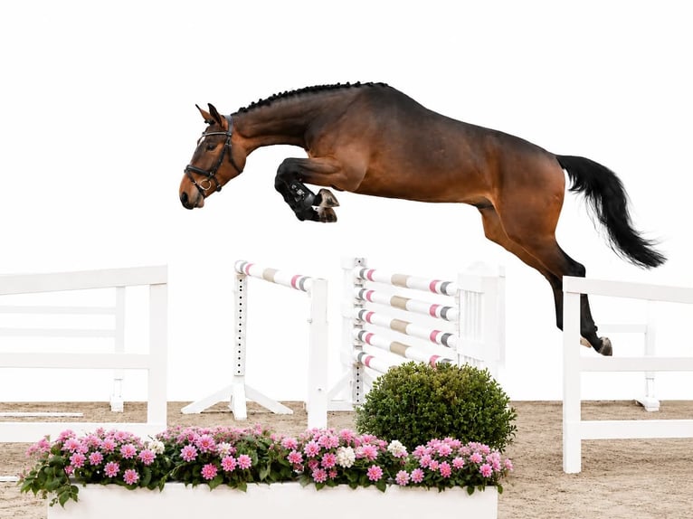 Oldenbourg Hongre 4 Ans 168 cm Bai in GŁUBCZYN