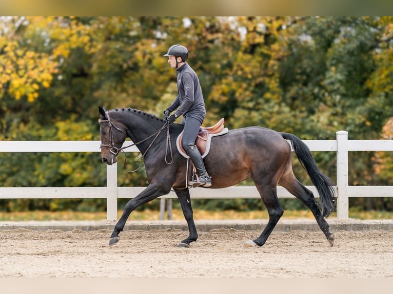 Oldenbourg Hongre 4 Ans 168 cm Bai in Zduchovice