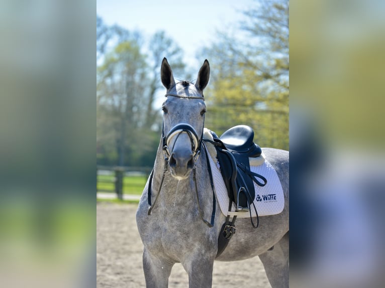 Oldenbourg Hongre 4 Ans 168 cm Gris in Vechta