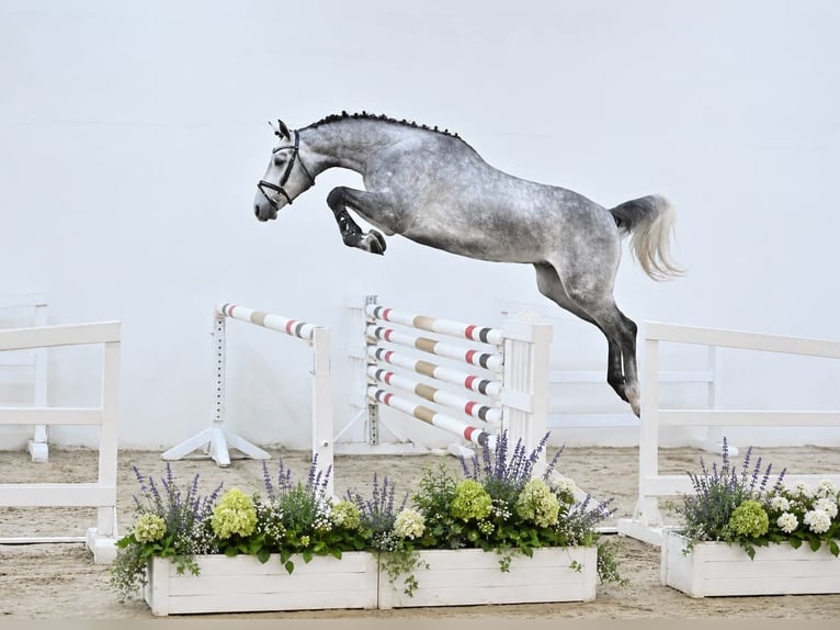 Oldenbourg Hongre 4 Ans 168 cm Gris in GŁUBCZYN