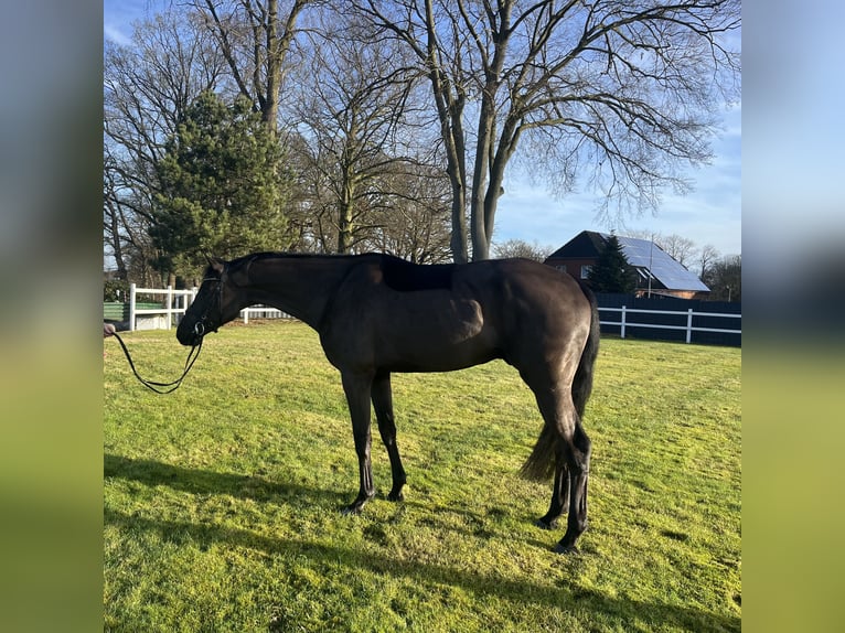 Oldenbourg Hongre 4 Ans 168 cm Noir in Stuhr