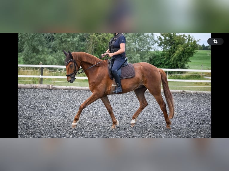 Oldenbourg Hongre 4 Ans 169 cm Alezan in Affoltern am Albis