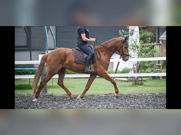 Oldenbourg Hongre 4 Ans 169 cm Alezan in Affoltern am Albis