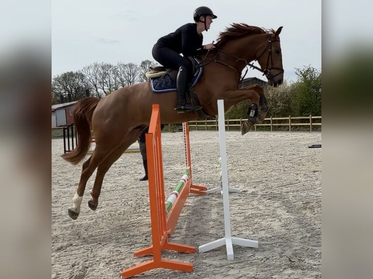 Oldenbourg Hongre 4 Ans 169 cm Alezan in BramscheBramsche