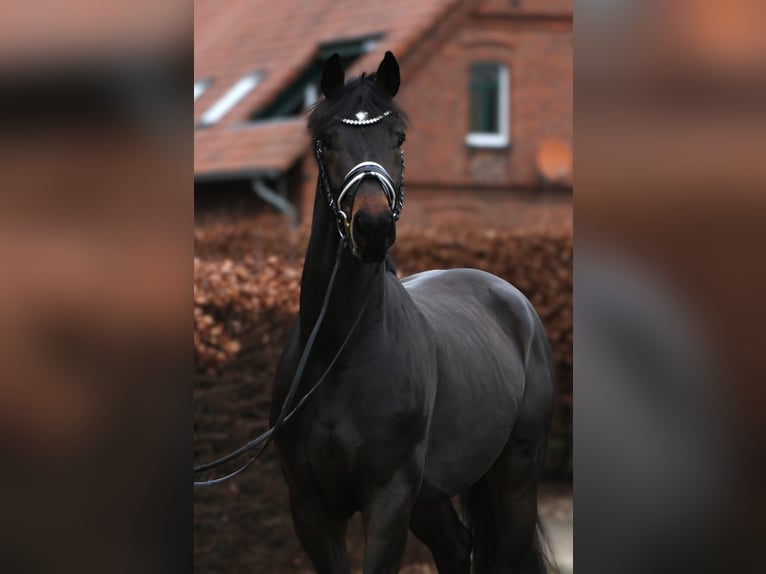 Oldenbourg Hongre 4 Ans 169 cm Bai brun foncé in Rehburg-Loccum Münchehagen