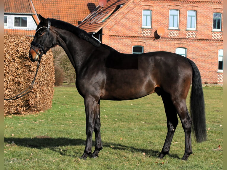 Oldenbourg Hongre 4 Ans 169 cm Bai in Rehburg-Loccum M&#xFC;nchehagen