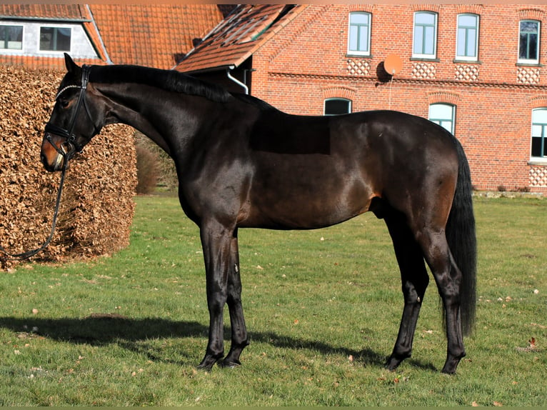 Oldenbourg Hongre 4 Ans 169 cm Bai in Rehburg-Loccum M&#xFC;nchehagen