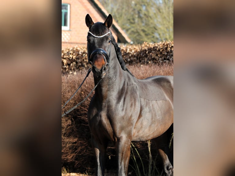 Oldenbourg Hongre 4 Ans 169 cm Bai in Rehburg-Loccum M&#xFC;nchehagen