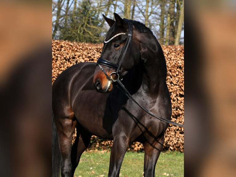 Oldenbourg Hongre 4 Ans 169 cm Bai in Rehburg-Loccum M&#xFC;nchehagen