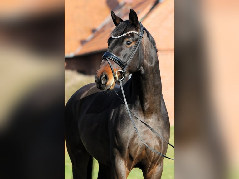 Oldenbourg Hongre 4 Ans 169 cm Bai in Rehburg-Loccum M&#xFC;nchehagen