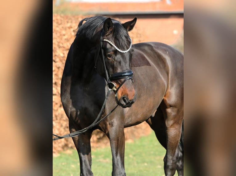 Oldenbourg Hongre 4 Ans 169 cm Bai in Rehburg-Loccum M&#xFC;nchehagen