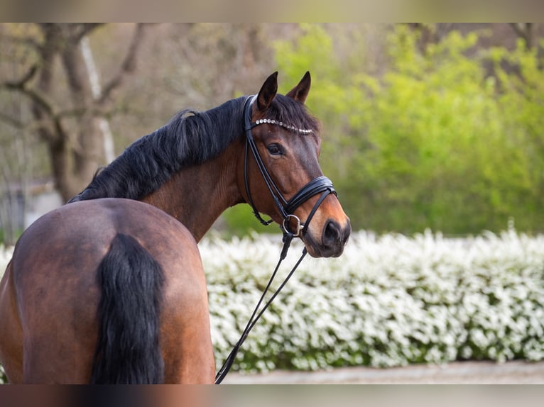 Oldenbourg Hongre 4 Ans 169 cm Bai in Elmlohe