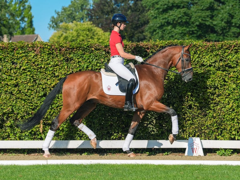 Oldenbourg Hongre 4 Ans 169 cm Bai in Münster