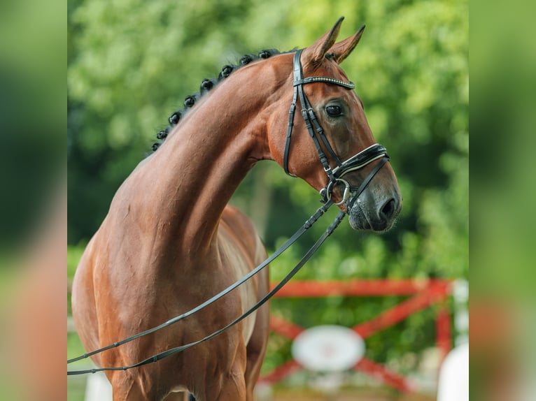 Oldenbourg Hongre 4 Ans 169 cm Bai in Münster