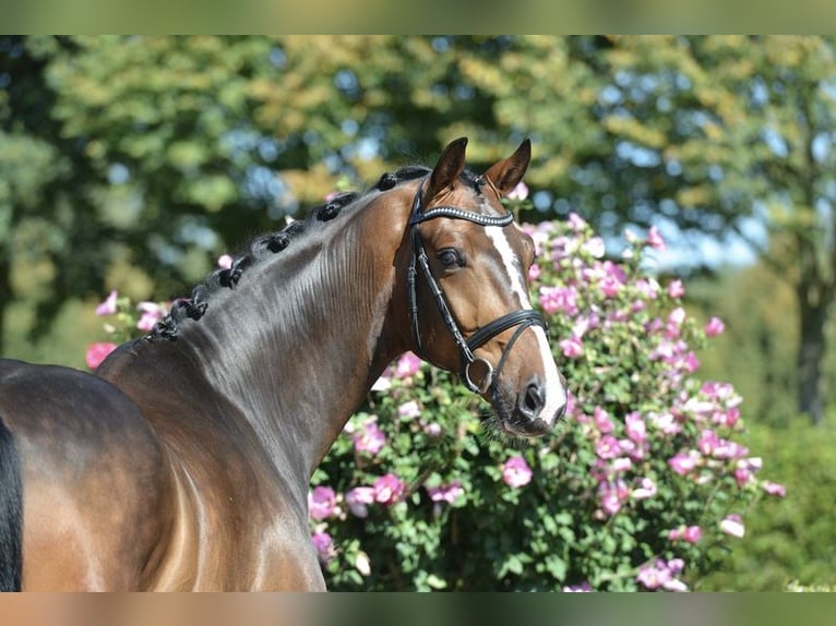 Oldenbourg Hongre 4 Ans 169 cm Bai in Vechta