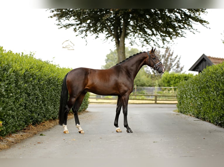 Oldenbourg Hongre 4 Ans 169 cm Bai in Vechta