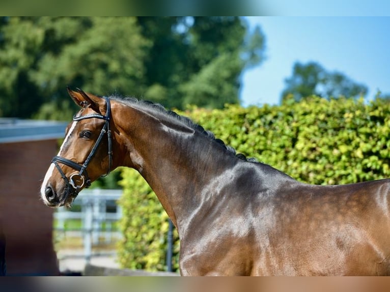 Oldenbourg Hongre 4 Ans 169 cm Bai in Vechta