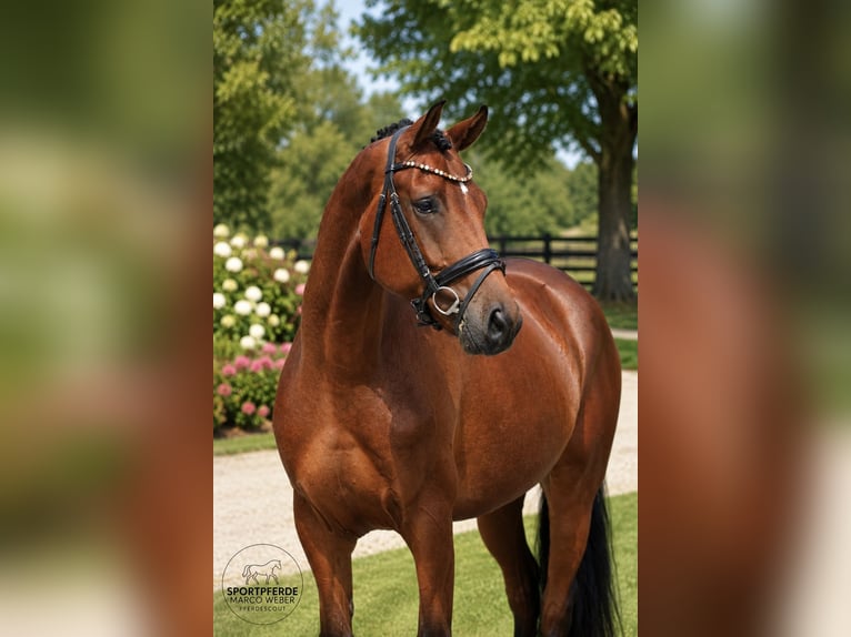 Oldenbourg Hongre 4 Ans 169 cm Bai in Wangerland Hohenkirchen