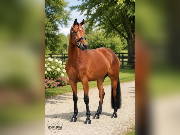 Oldenbourg Hongre 4 Ans 169 cm Bai in Wangerland Hohenkirchen