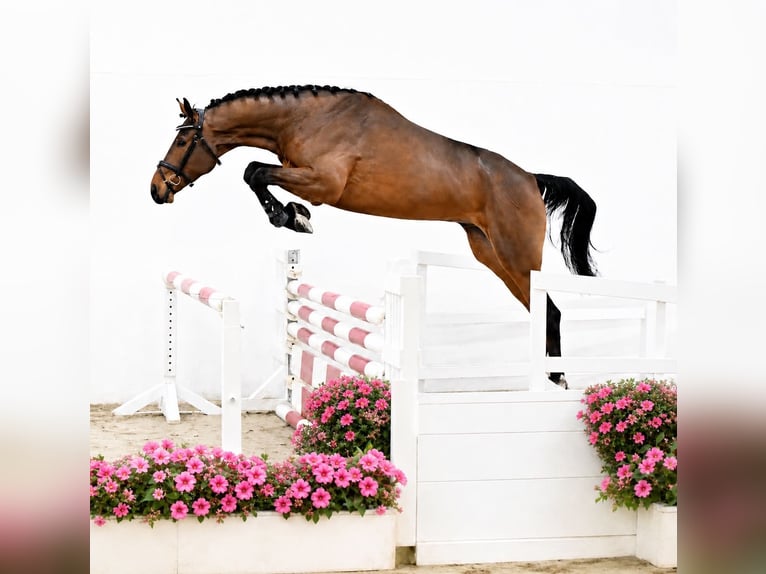 Oldenbourg Hongre 4 Ans 169 cm Bai in ROGOWNICA
