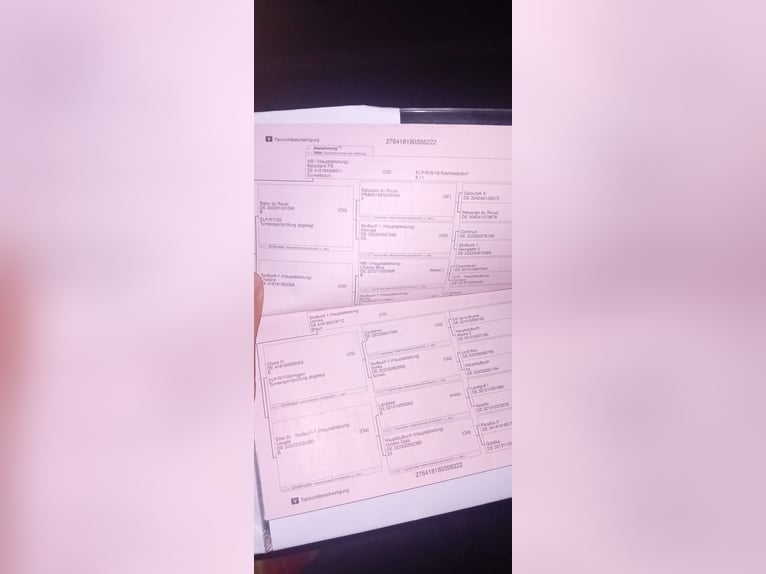 Oldenbourg Hongre 4 Ans 169 cm Bai in Szarvas