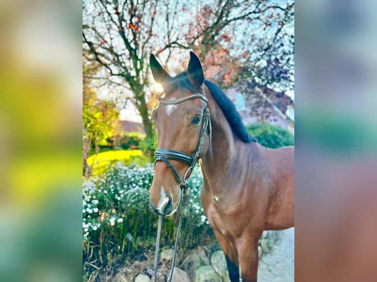 Oldenbourg Hongre 4 Ans 169 cm Bai in Wettrup Oldenbourg Hongre 4 Ans 169 cm Bai in Wettrup