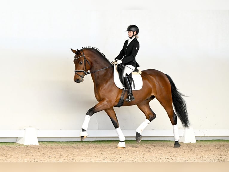 Oldenbourg Hongre 4 Ans 169 cm  in Saerbeck