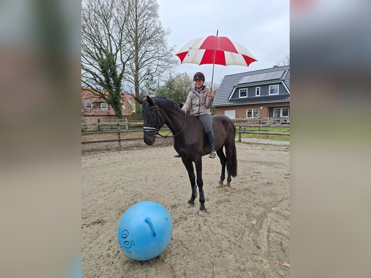 Oldenbourg Hongre 4 Ans 169 cm Noir in Elmlohe