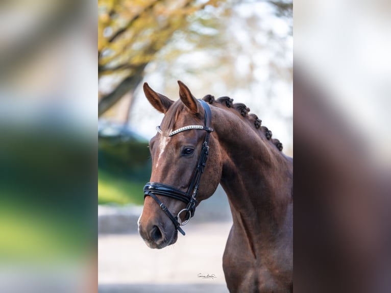 Oldenbourg Hongre 4 Ans 170 cm Alezan brûlé in Hamburg