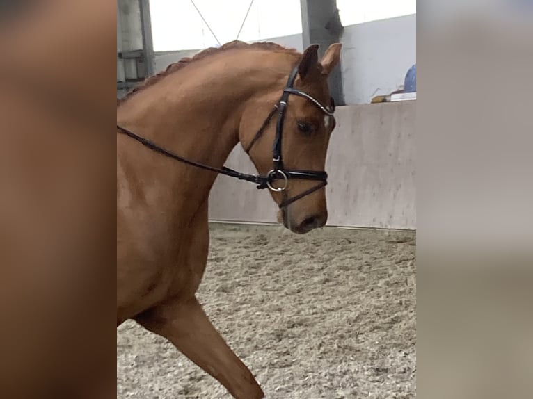 Oldenbourg Hongre 4 Ans 170 cm Alezan in Esterwegen