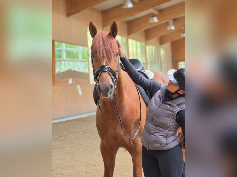 Oldenbourg Hongre 4 Ans 170 cm Alezan in Lautertal