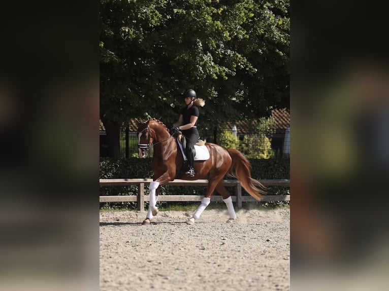 Oldenbourg Hongre 4 Ans 170 cm Alezan in Sint Niklaas