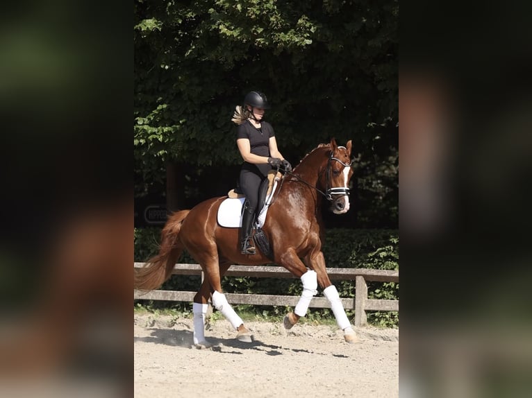 Oldenbourg Hongre 4 Ans 170 cm Alezan in Sint Niklaas