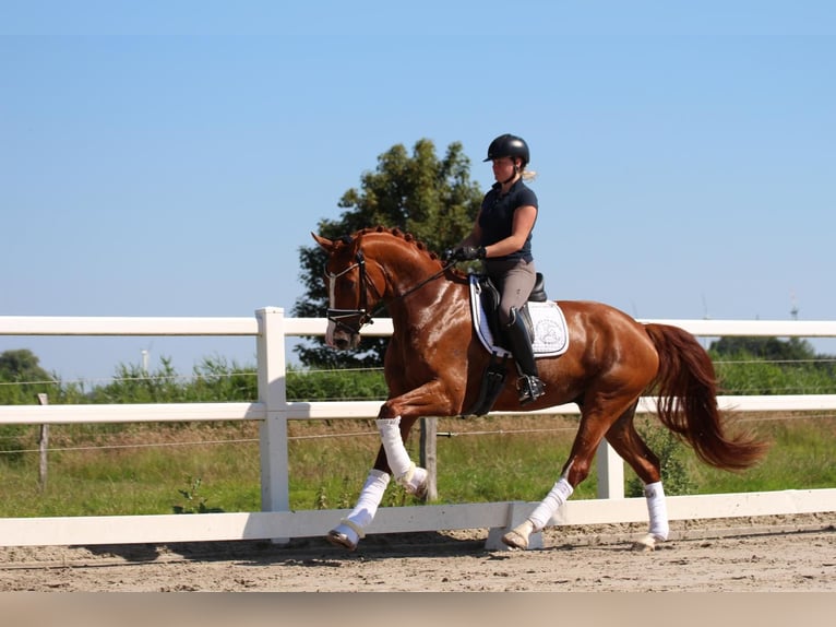 Oldenbourg Hongre 4 Ans 170 cm Alezan in Wangerland Hohenkirchen