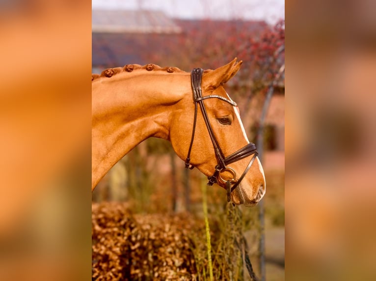 Oldenbourg Hongre 4 Ans 170 cm Alezan in Westerstede