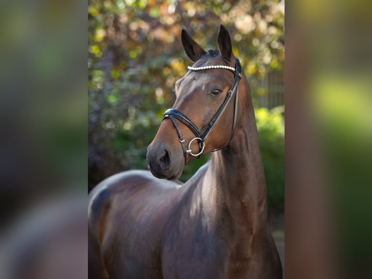 Oldenbourg Hongre 4 Ans 170 cm Bai brun in Ankum