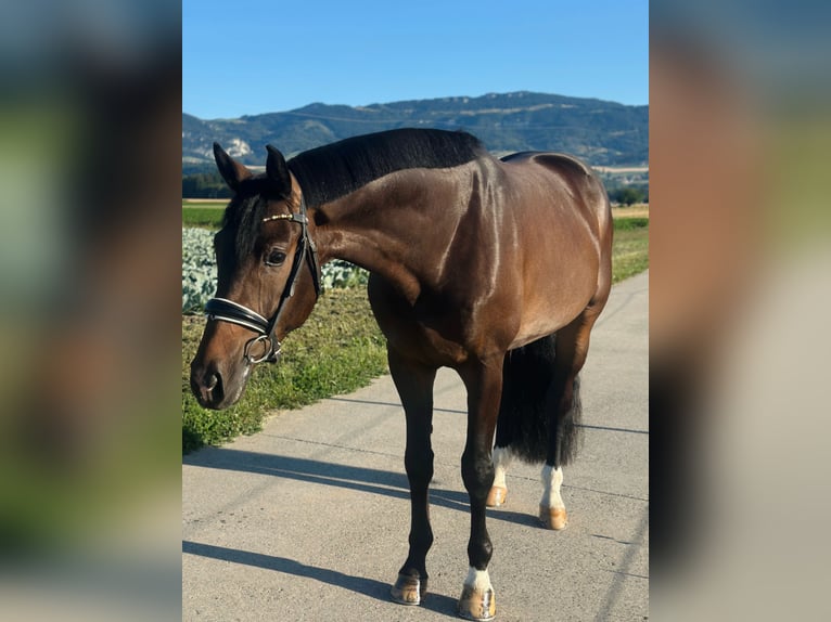 Oldenbourg Hongre 4 Ans 170 cm Bai brun in Deitingen