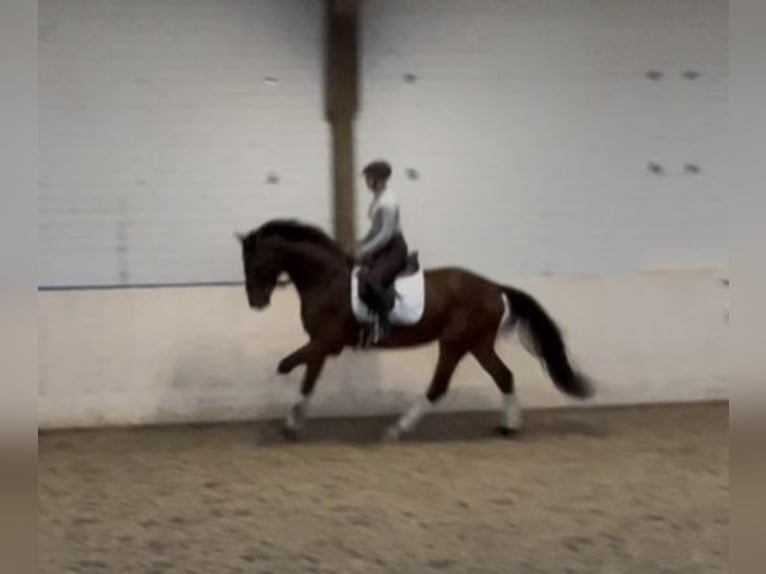 Oldenbourg Hongre 4 Ans 170 cm Bai brun in GundelfingeN