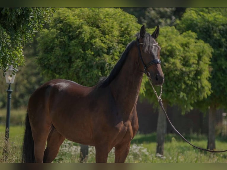 Oldenbourg Hongre 4 Ans 170 cm Bai brun in Susteren