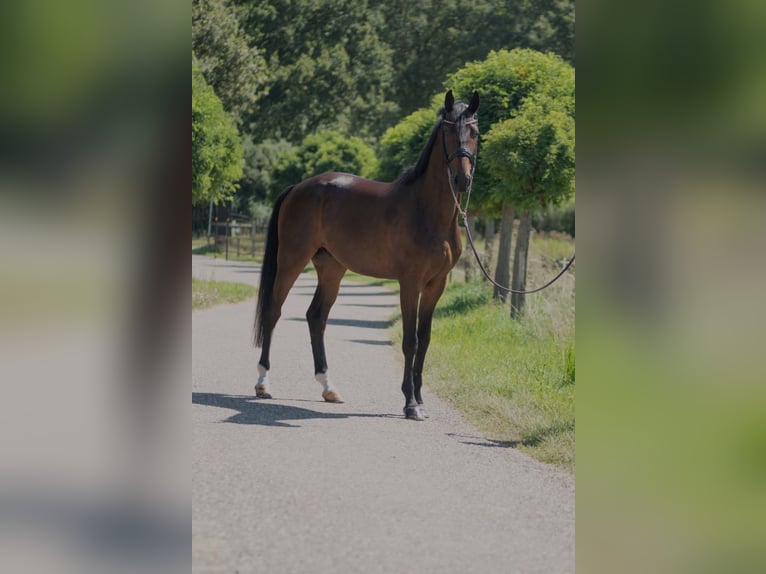 Oldenbourg Hongre 4 Ans 170 cm Bai brun in Susteren