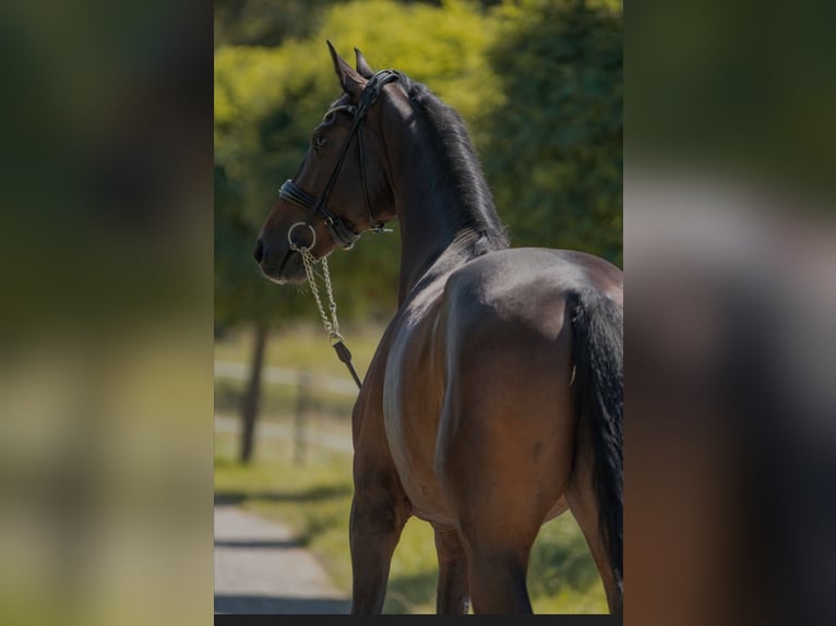 Oldenbourg Hongre 4 Ans 170 cm Bai brun in Susteren