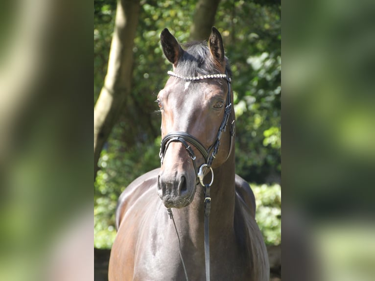 Oldenbourg Hongre 4 Ans 170 cm Bai brun in Bakum