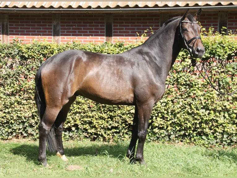 Oldenbourg Hongre 4 Ans 170 cm Bai brun in Bakum